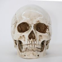 Load image into Gallery viewer, Halloween Home Decor Decorative Craft Skull
